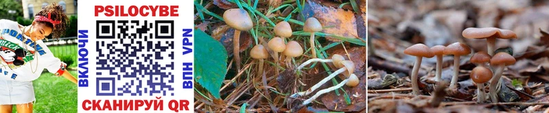 блэк спрут ССЫЛКА  Верхотурье  Галлюциногенные грибы Cubensis 